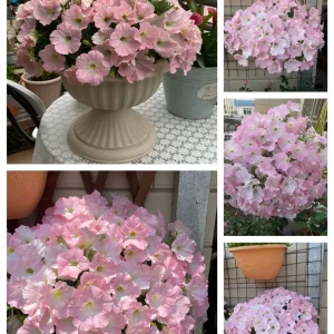 The Latest Petunia Varieties In 2024 - #4, 2000 Seeds