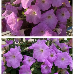 The Latest Petunia Varieties In 2024 - #7, 500 Seeds