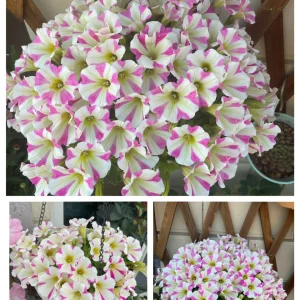 The Latest Petunia Varieties In 2024 - #10, 250 Seeds