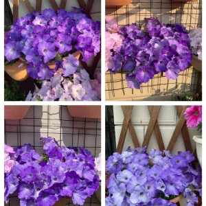 The Latest Petunia Varieties In 2024 - #2, 500 Seeds