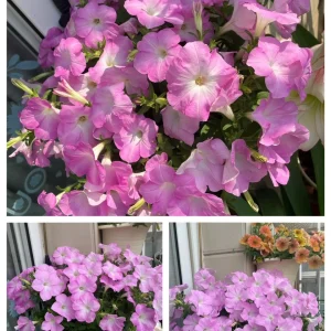 The Latest Petunia Varieties In 2024 - #5, 2000 Seeds