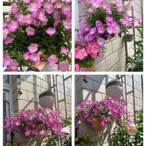 The Latest Petunia Varieties In 2024 - #12, 2000 Seeds