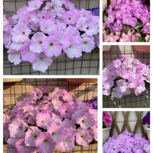 The Latest Petunia Varieties In 2024 - #8, 250 Seeds