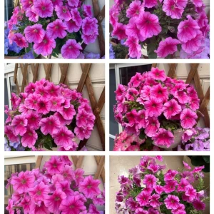 The Latest Petunia Varieties In 2024 - #9, 2000 Seeds