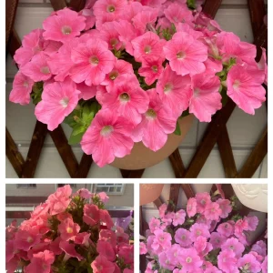 The Latest Petunia Varieties In 2024 - #11, 500 Seeds