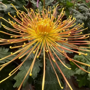 Rare Chrysanthemum Seeds - Orange, 200 Seeds
