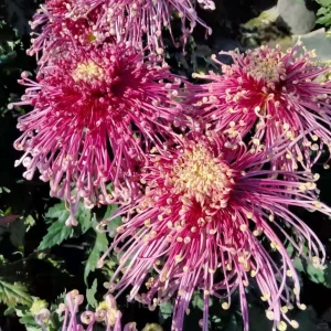 Rare Chrysanthemum Seeds - Red, 200 Seeds