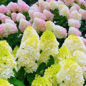Ice Cream Hydrangea Seeds - Mixed Color, 🔥100 Seeds