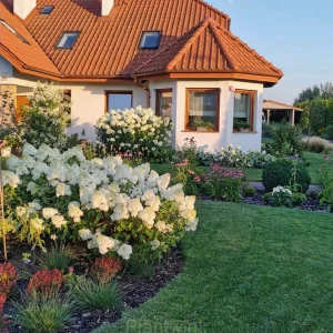 Ice Cream Hydrangea Seeds - White, 20 Seeds