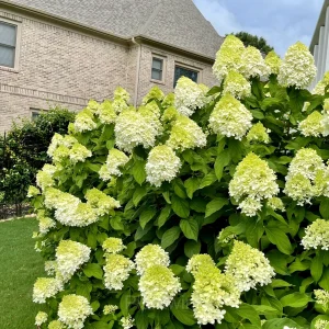 Ice Cream Hydrangea Seeds - Green, 20 Seeds
