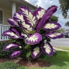 Giant Caladium Seeds