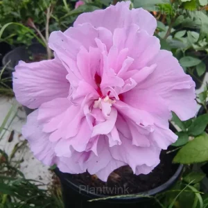 Giant Double Hibiscus Seeds - Tropical Blooms for Garden - Purple, 💗50 Seeds