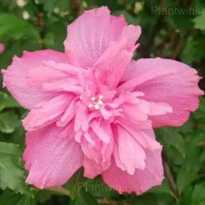 Giant Double Hibiscus Seeds - Tropical Blooms for Garden - Pink, 🔥100 Seeds
