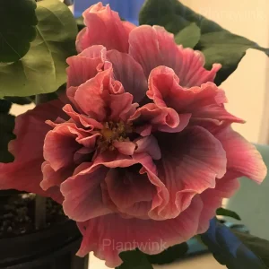 Giant Double Hibiscus Seeds - Tropical Blooms for Garden - Red, 🔥100 Seeds