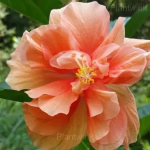 Giant Double Hibiscus Seeds - Tropical Blooms for Garden - Orange, 💗50 Seeds