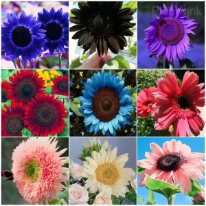 Rare Mixed Color Sunflower Seeds