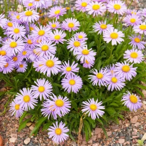 Pyrethrum Daisy Seeds - 50 Seeds, Purple