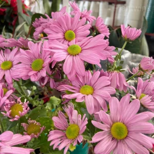 Pyrethrum Daisy Seeds - 50 Seeds, Pink