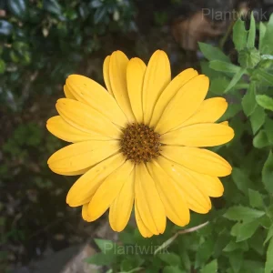 Pyrethrum Daisy Seeds - 500 Seeds, Yellow