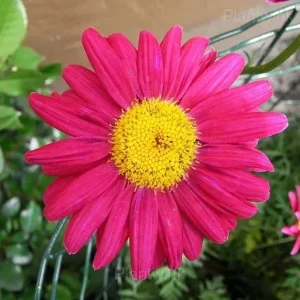 Pyrethrum Daisy Seeds - 100 Seeds, Red
