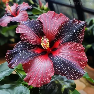 Mystic Hibiscus Sprouts - Red, 200 Seeds-Free Shipping 💗