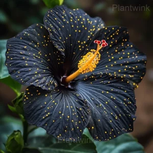 Mystic Hibiscus Sprouts - Black, 50 Seeds 🔥