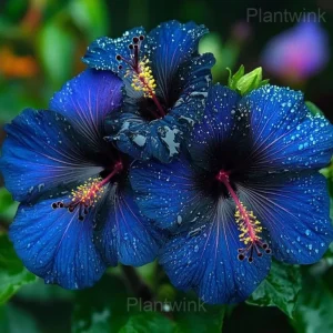 Mystic Hibiscus Sprouts - Blue, 200 Seeds-Free Shipping 💗