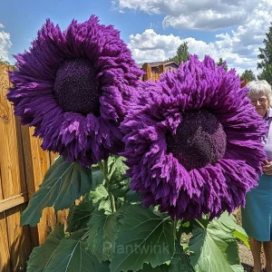 Giant Sunflower Seeds - Purple, 100 Seeds 👍