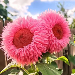 Giant Sunflower Seeds - Red, 100 Seeds 👍