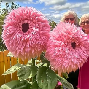 Giant Sunflower Seeds - Pink, 200 Seeds 😍