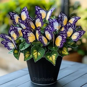 Moonlight Butterfly Begonia Seeds - 2🟪🟨, 100 Seeds