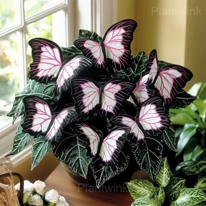 Moonlight Butterfly Begonia Seeds - 3⬛⬜, 100 Seeds