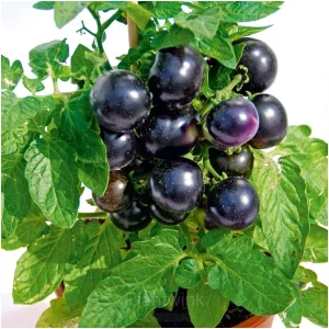Dwarf Tomato Seeds - Black, 100 Seeds Best Choice 🔥
