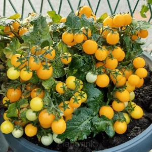 Dwarf Tomato Seeds - Yellow, 100 Seeds Best Choice 🔥