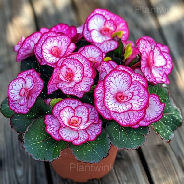 Begonia Moonlight Butterfly Seeds