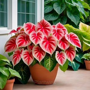 Hosta seed - 25🟥⬜, 50 Seeds🔥🔥