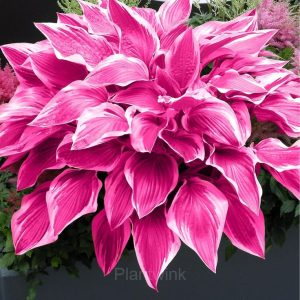 Hosta seed - 22💗⬜, 100 Seeds💗🔥