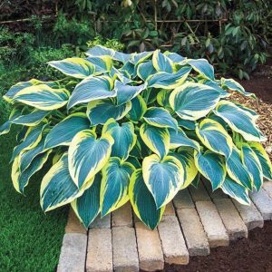 Hosta seed - 29🟩🟨, 100 Seeds💗🔥