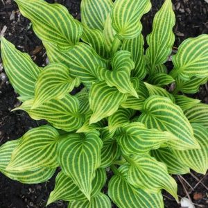 Hosta seed - 11🦓, 200 Seeds👍🔥