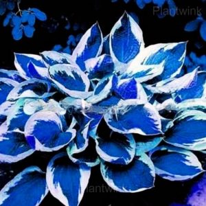 Hosta seed - 30🟦⬜, 200 Seeds👍🔥