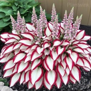 Hosta seed - 27⬜🟥, 50 Seeds🔥🔥