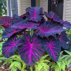 Tropical Style Giant Caladium Seeds - 5🟪, 500 Seeds🔥
