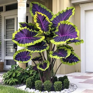 Tropical Style Giant Caladium Seeds - 32🟪🟩, 200 Seeds🎁