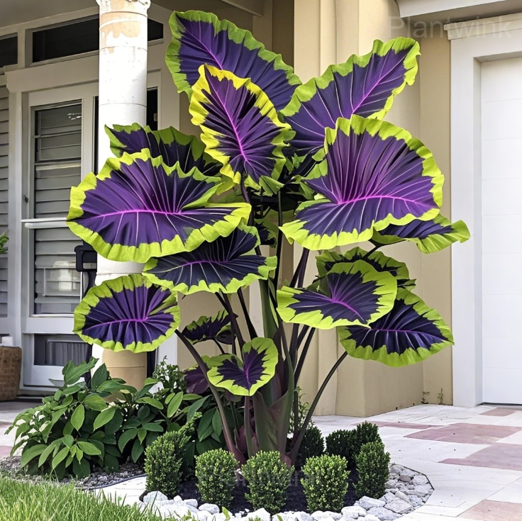 Tropical Style Giant Caladium Seeds - View 13