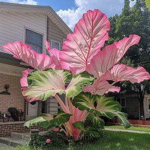 Tropical Style Giant Caladium Seeds - 12💗, 50 Seeds🌱