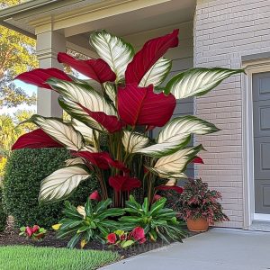 Tropical Style Giant Caladium Seeds - 25🟥⬜, 200 Seeds🎁