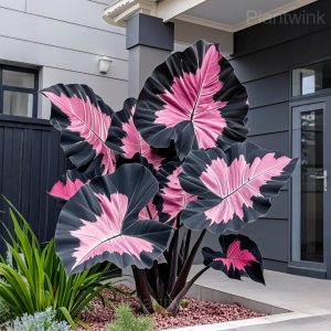 Tropical Style Giant Caladium Seeds - 20💗⬛, 50 Seeds🌱