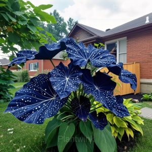 Starry Sky Colored Leaf Caladium Seeds - 67🟦⬛, 50 Seeds🎁