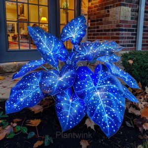 Starry Sky Colored Leaf Caladium Seeds - 3🟦, 50 Seeds🎁