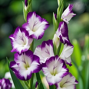 Gladiolus Seeds - 5🟪, 50 Seeds🌱